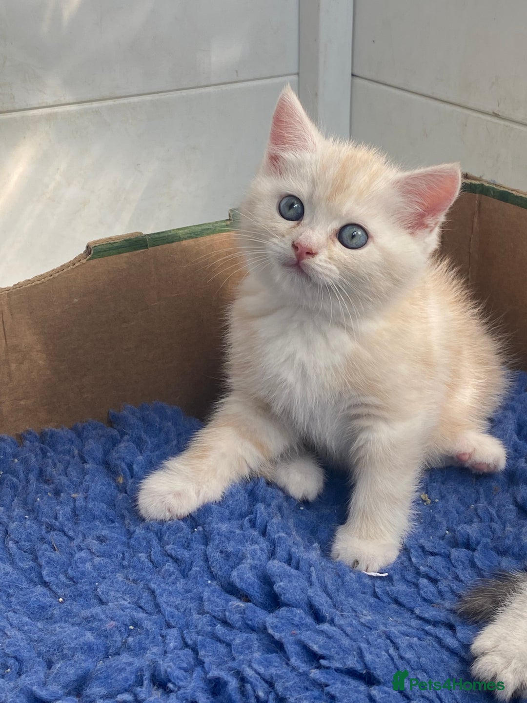 Persian cats for sale: Silver and Cream chinchilla kittens - Image 12