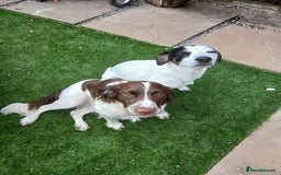 Mixed Breed dogs for sale: Springer x jack russell - Image 7