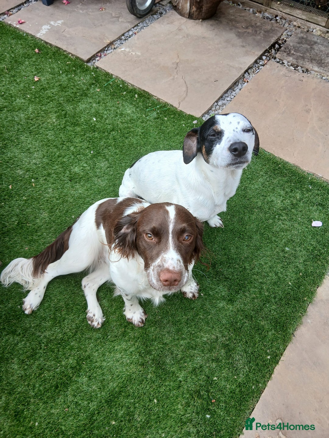 Mixed Breed dogs for sale: Springer x jack russell - Image 7