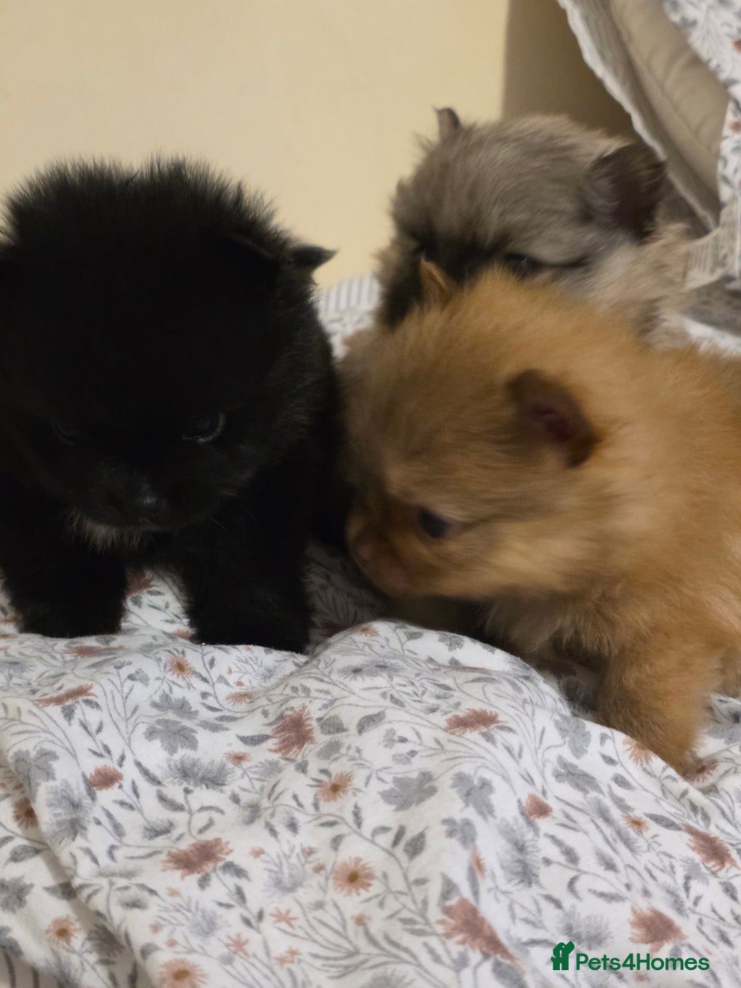 Pomeranian dogs for sale: Hello - Advert 14