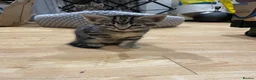 Mixed Breed cats for sale: 4 tiger striped kittens in Orpington - Advert 6