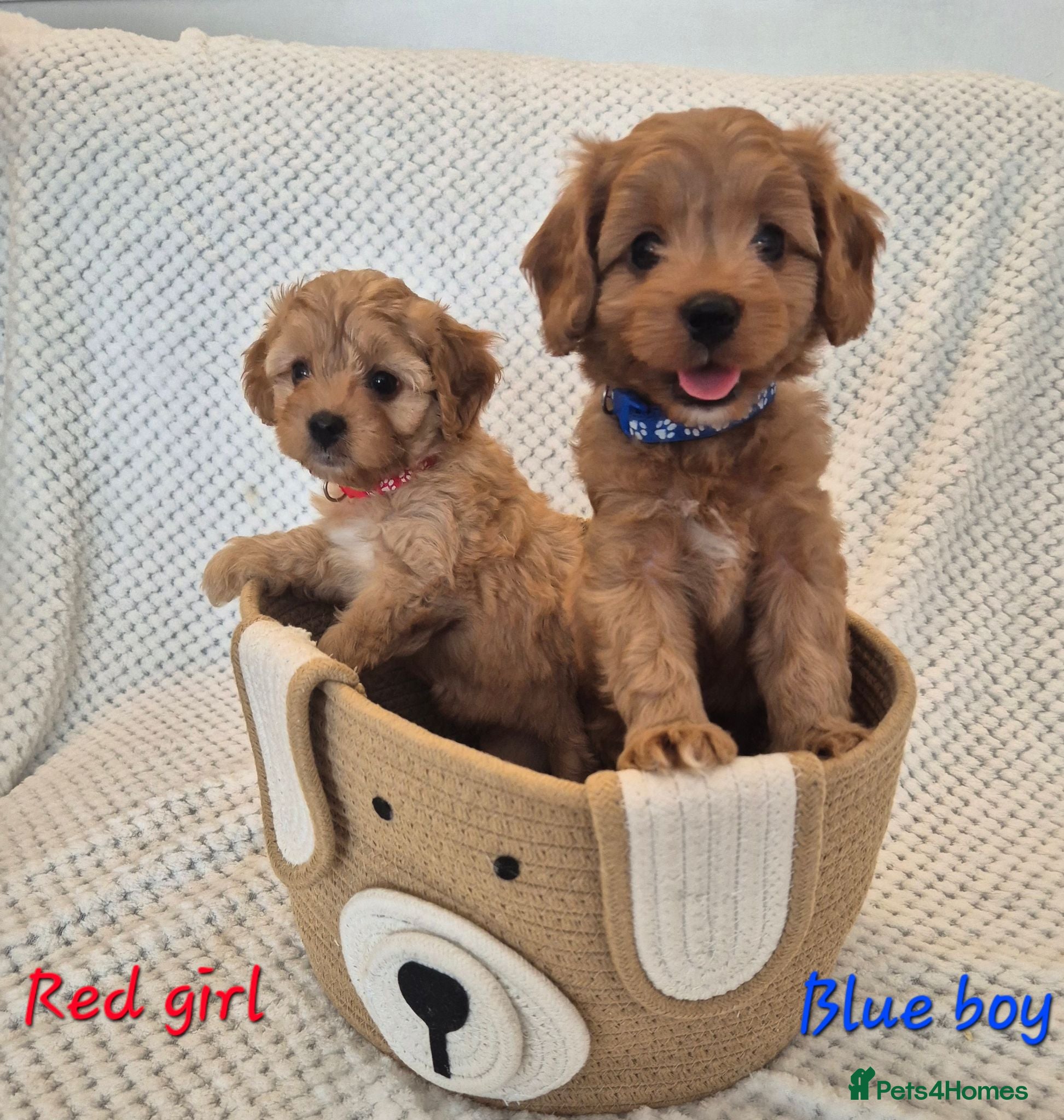 Cavapoo dogs Adorable F1 Cavapoo puppies - Advert 1
