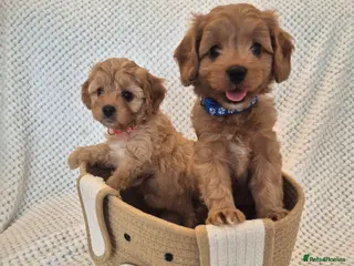 Cavapoo dogs Adorable F1 Cavapoo puppies - Advert 1