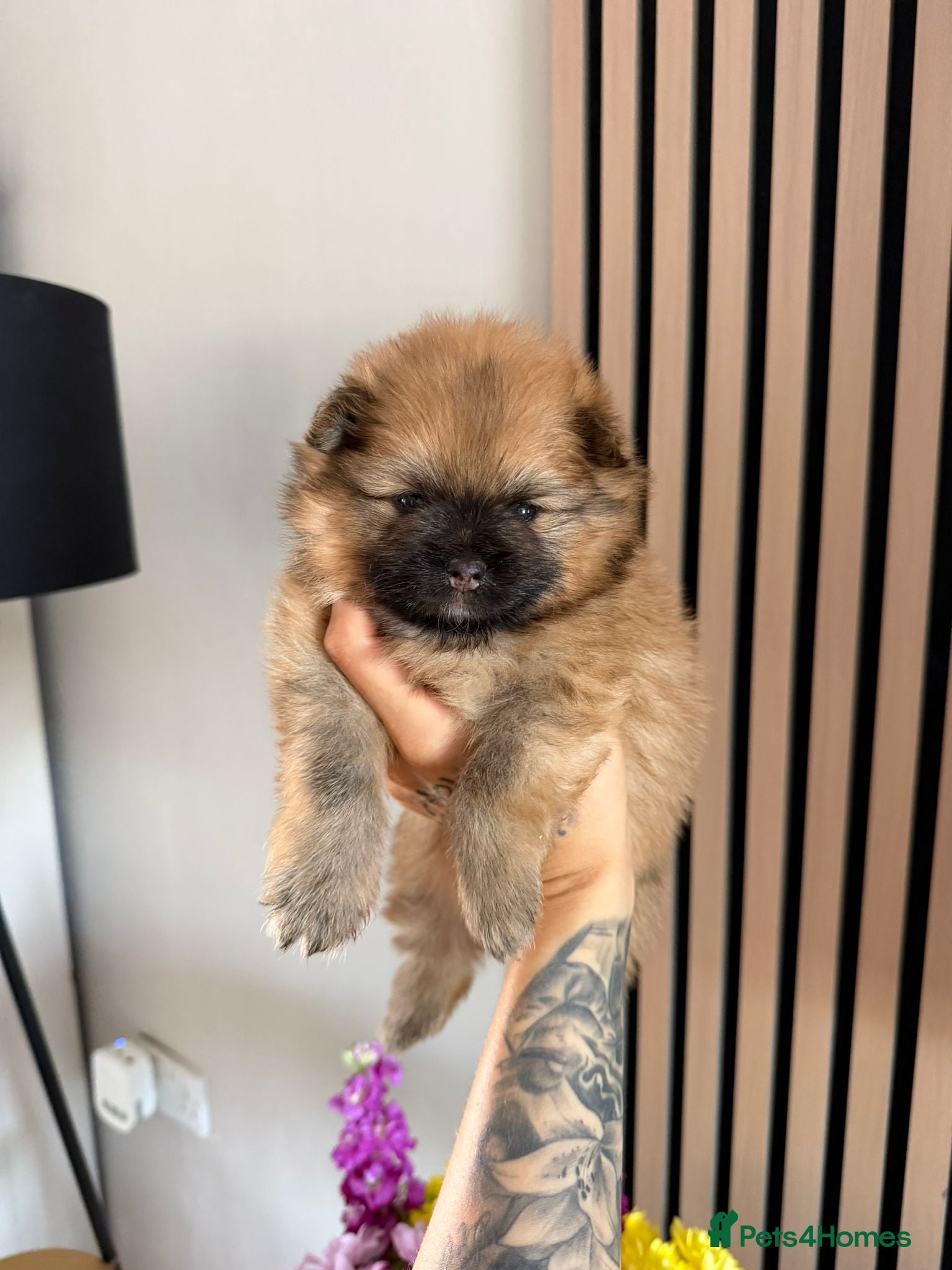 Pomeranian dogs pomeranian puppies - Advert 5