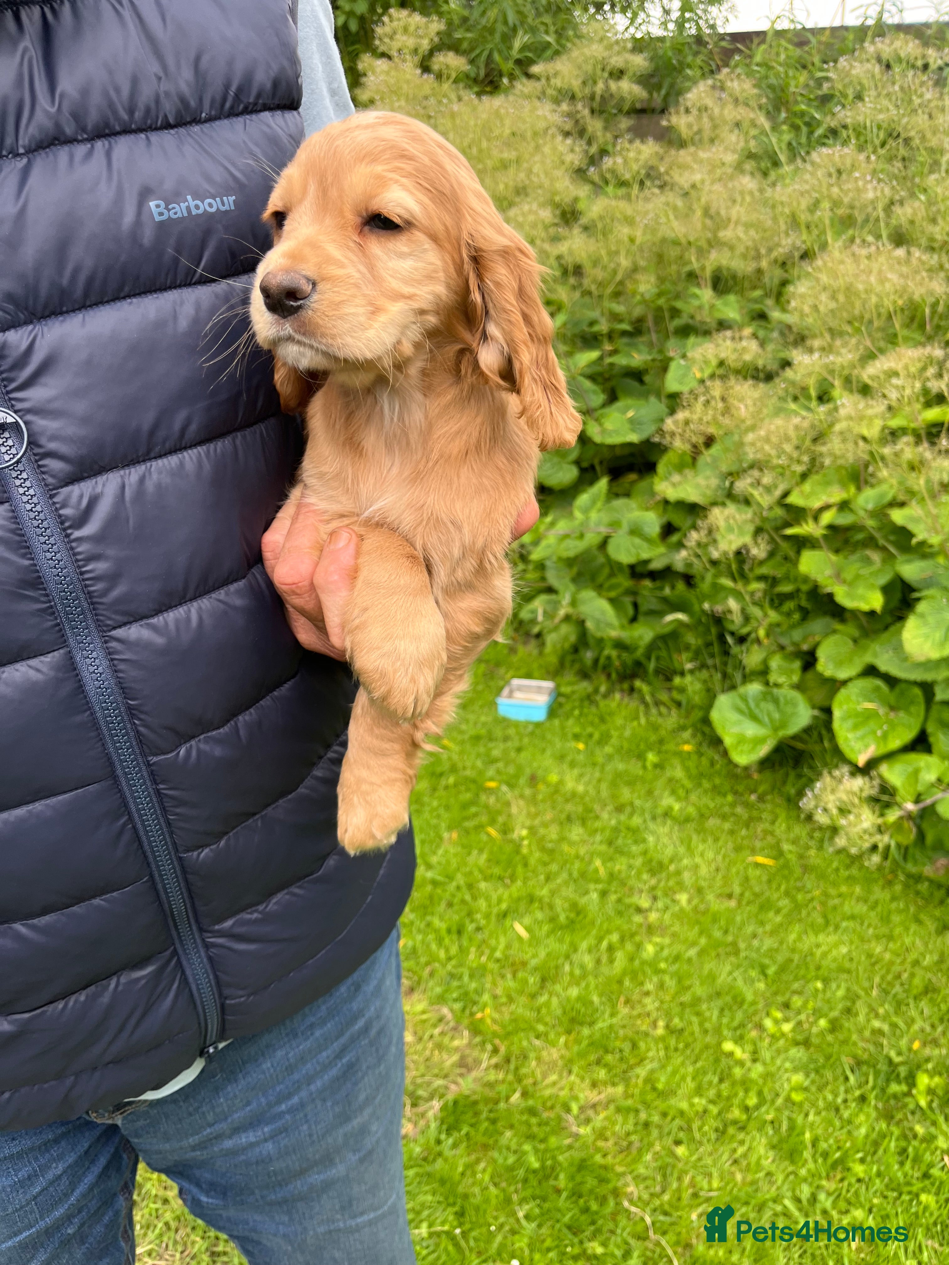 Cocker Spaniel dogs Beautiful cocker Spaniel pups - Advert 2
