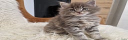 Maine Coon cats for sale: Maine Coon GCCF  - Advert 7