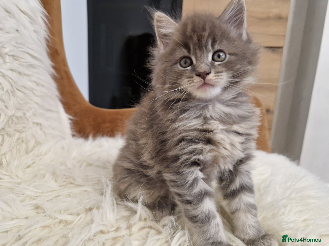 Maine Coon cats for sale: Maine Coon GCCF  - Advert 7