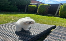 Maltese dogs for stud: Tiny micro Maltese Boy for Stud  - Image 4