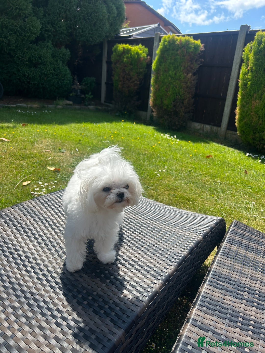Maltese dogs for stud: Tiny micro Maltese Boy for Stud  - Image 4