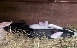 Mixed Breed rabbits for sale: Baby bunnies - Image 7