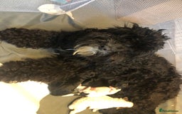 Cockapoo dogs for sale: Cockerpoo  - Image 7