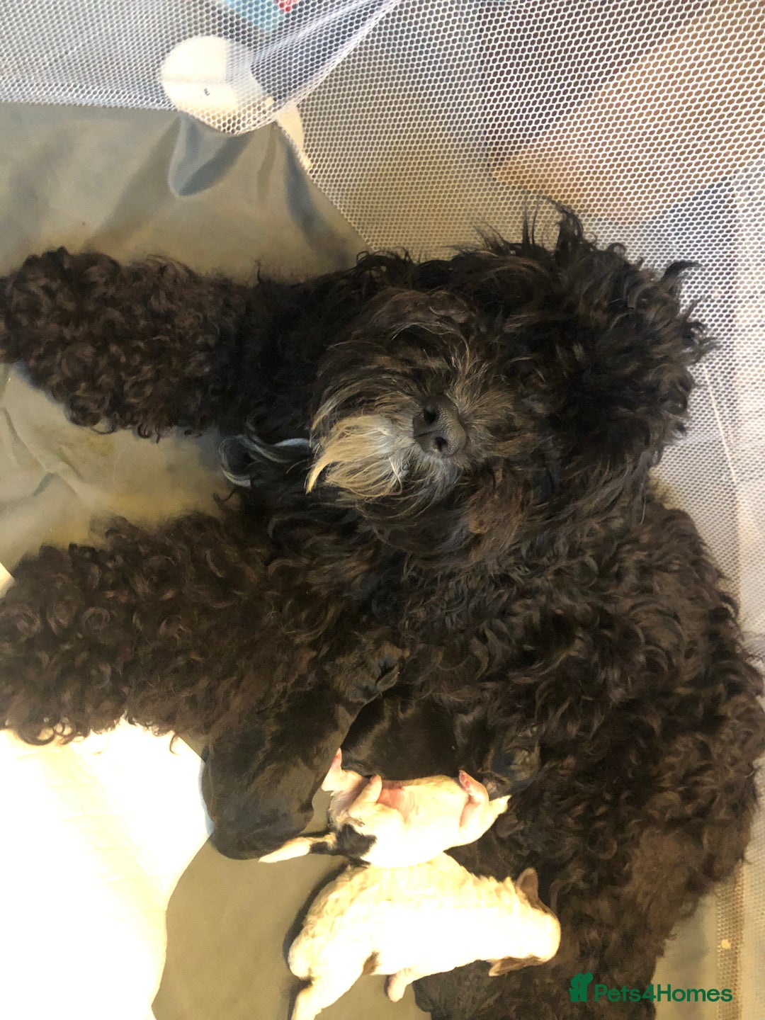 Cockapoo dogs for sale: Cockerpoo  - Image 7