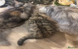 Persian cats for sale: Half Persian Beautiful Kittens  - Image 3