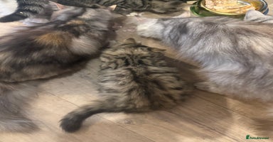 Persian cats - Advert 13