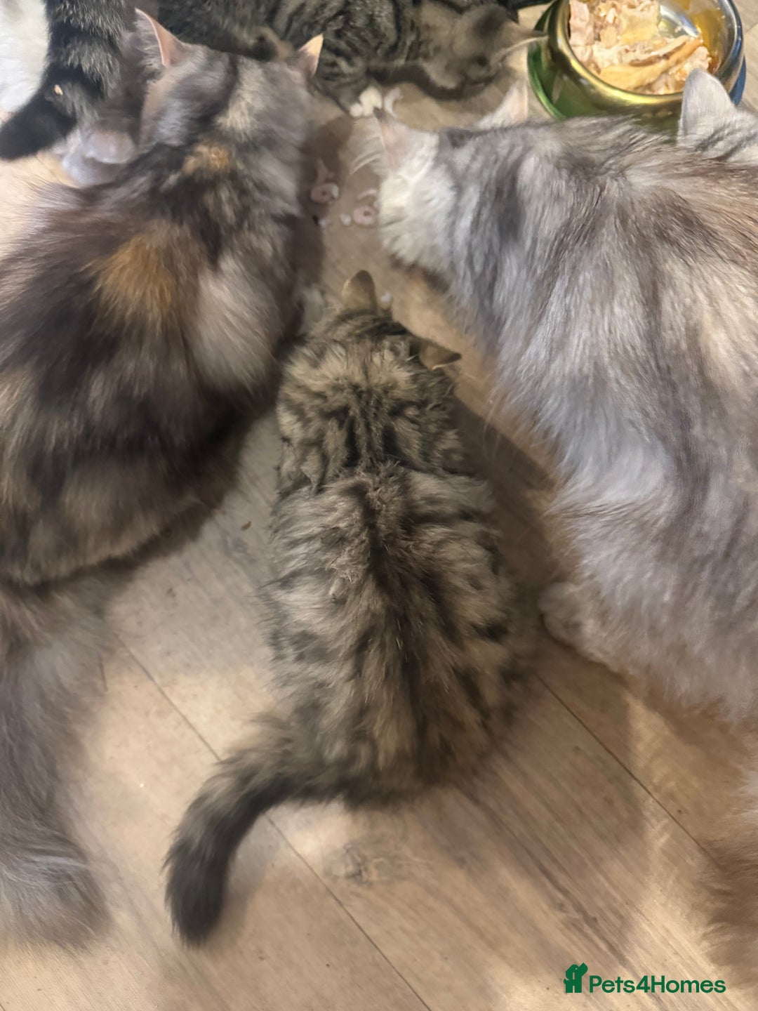 Persian cats for sale: Half Persian Beautiful Kittens  - Image 3