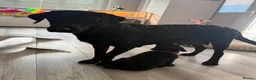 Labrador Retriever dogs for sale: Black Labrador puppies  - Advert 2