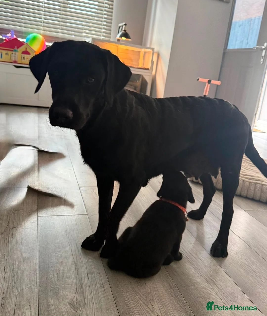 Labrador Retriever dogs for sale: Black Labrador puppies  - Advert 2