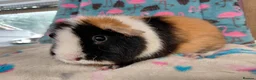 Guinea Pig rodents for sale: Young Adult Teddy Sow/Retired Young Adults  - Advert 8