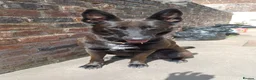 Mixed Breed dogs for sale: Maisie  in Stoke-on-Trent - Advert 3