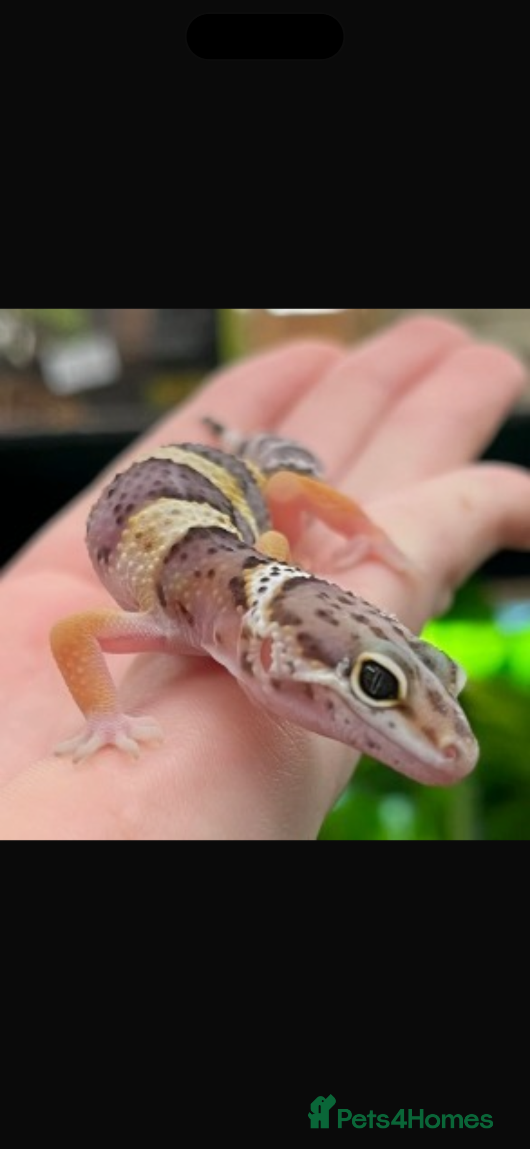 Leopard Gecko reptiles for sale: Leopard Geckos (can come with set up) - Advert 3