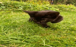 Mixed Breed cats for sale: Beautiful kittens ready now - Image 6