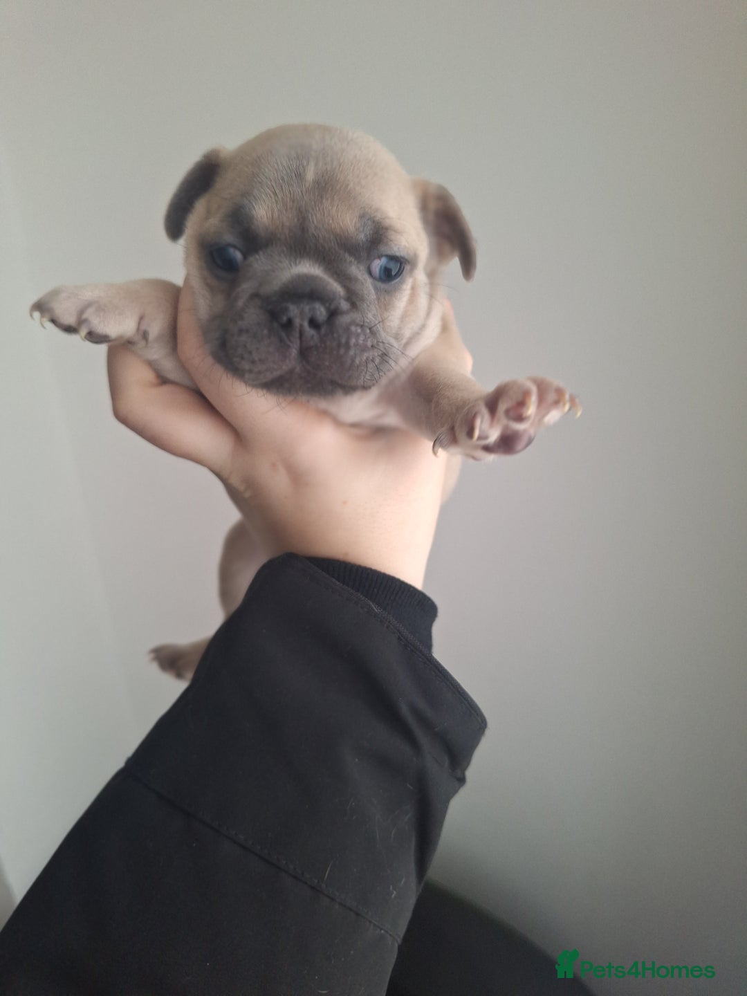 French Bulldog dogs for sale: French bulldog babies  - Advert 15