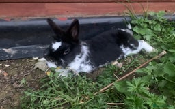 Mixed Breed rabbits for sale: 2 rabbits both girl and boy - Image 2