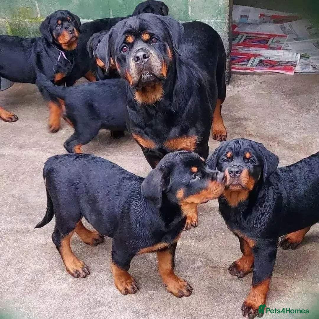 Rottweiler dogs affectionate Rottweiler - Advert 3