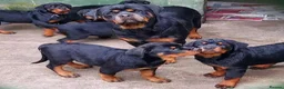 Rottweiler dogs for sale: affectionate Rottweiler in London - Advert 1