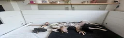 Mixed Breed dogs for sale: Mixed breed puppies for sale in Littlehampton - Advert 13