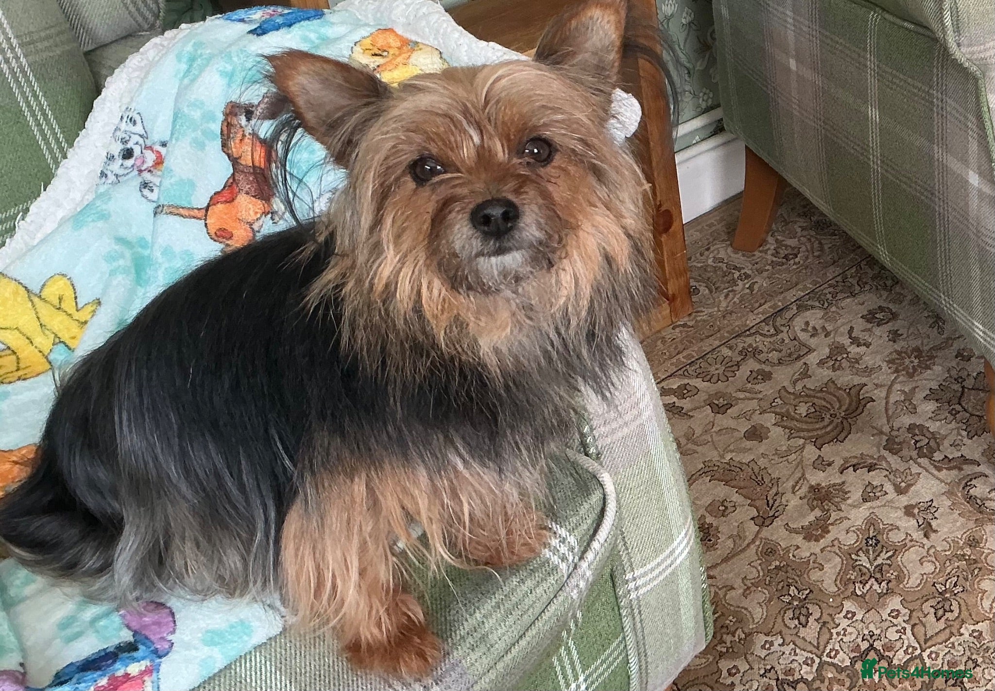 Yorkshire Terrier dogs Yorkshire terrier female - Advert 10