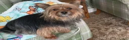 Yorkshire Terrier dogs for sale: Yorkshire terrier female in Street - Advert 1