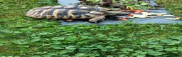 Hermann Tortoise reptiles for sale: Male Hermann's tortoise aged 9 years in Hull - Advert 5