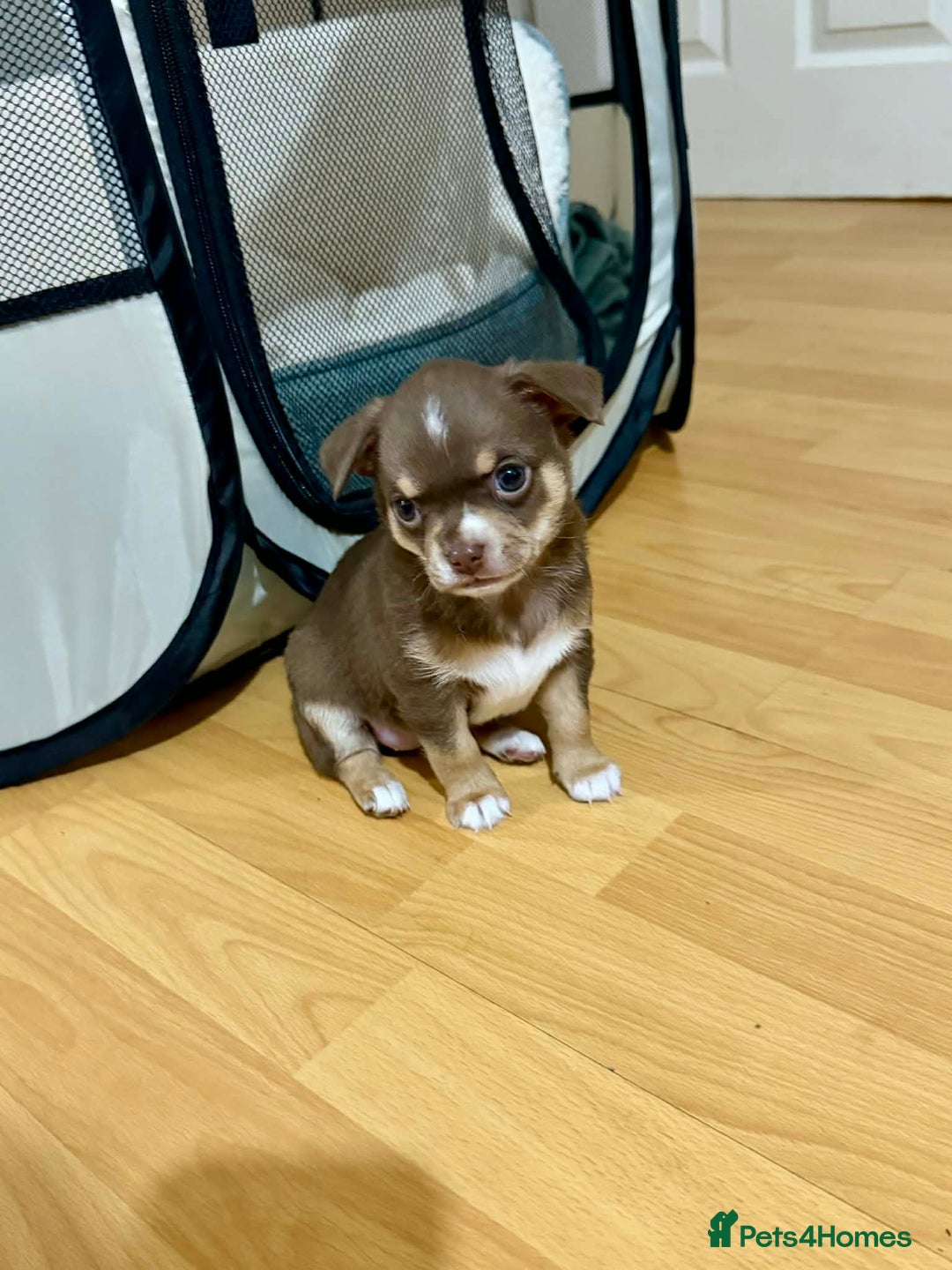 Chihuahua dogs for sale: Puppies  - Advert 5