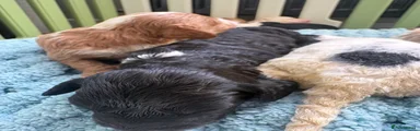 Cockapoo 10