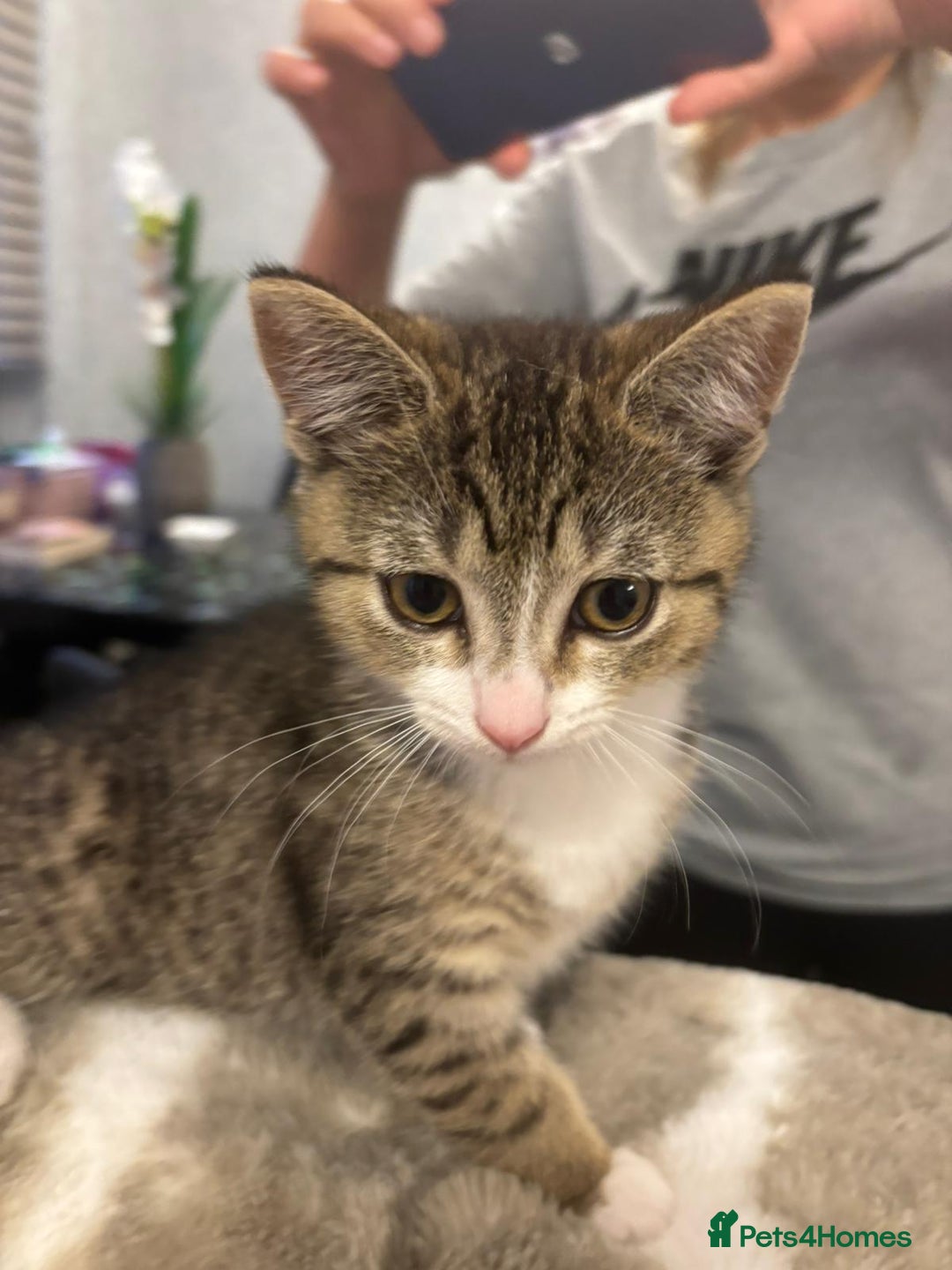 American Shorthair cats for sale: Gorgeous girls looking for new home🏡 - Image 2