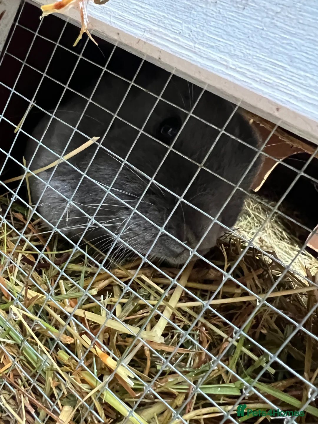 Mini Lop rabbits for sale: *  **  * - Advert 4