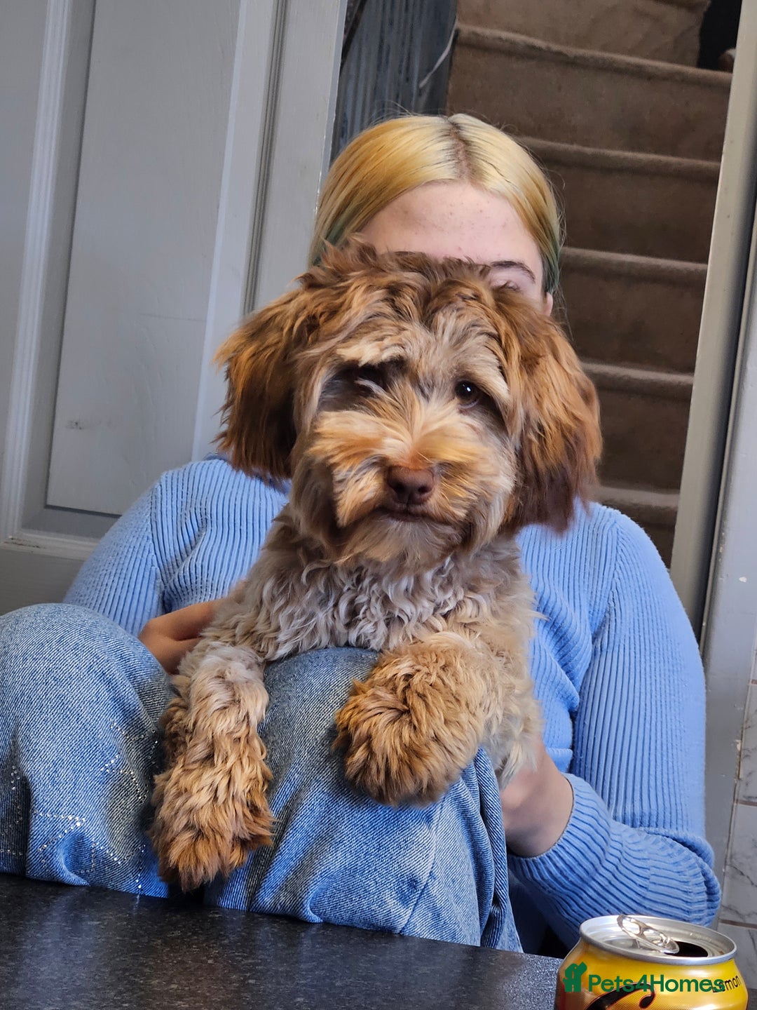 Mixed Breed dogs for sale: Bichon frie x jack russell - Image 2
