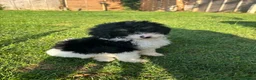 Cockapoo dogs for sale: Beautiful cockapoos  in Peterborough - Advert 20