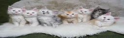 Maine Coon cats for sale: Rare Silver Shaded TICA Maine Coon Kittens in Canvey Island - Advert 2