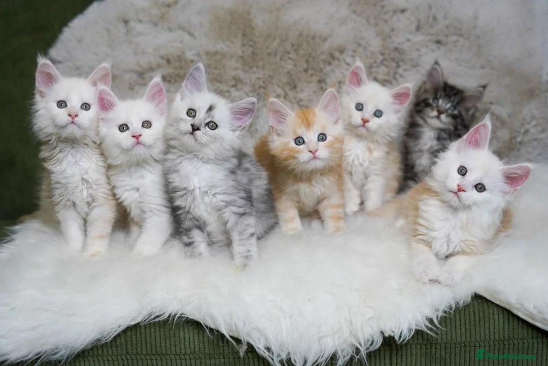 Maine Coon cats for sale: Rare Silver Shaded TICA Maine Coon Kittens in Canvey Island - Advert 2