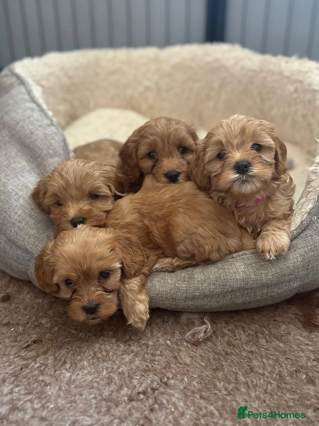 Cavapoo dogs for stud: Stunning Cavapoo for Stud (Proven) in Grays - Advert 16