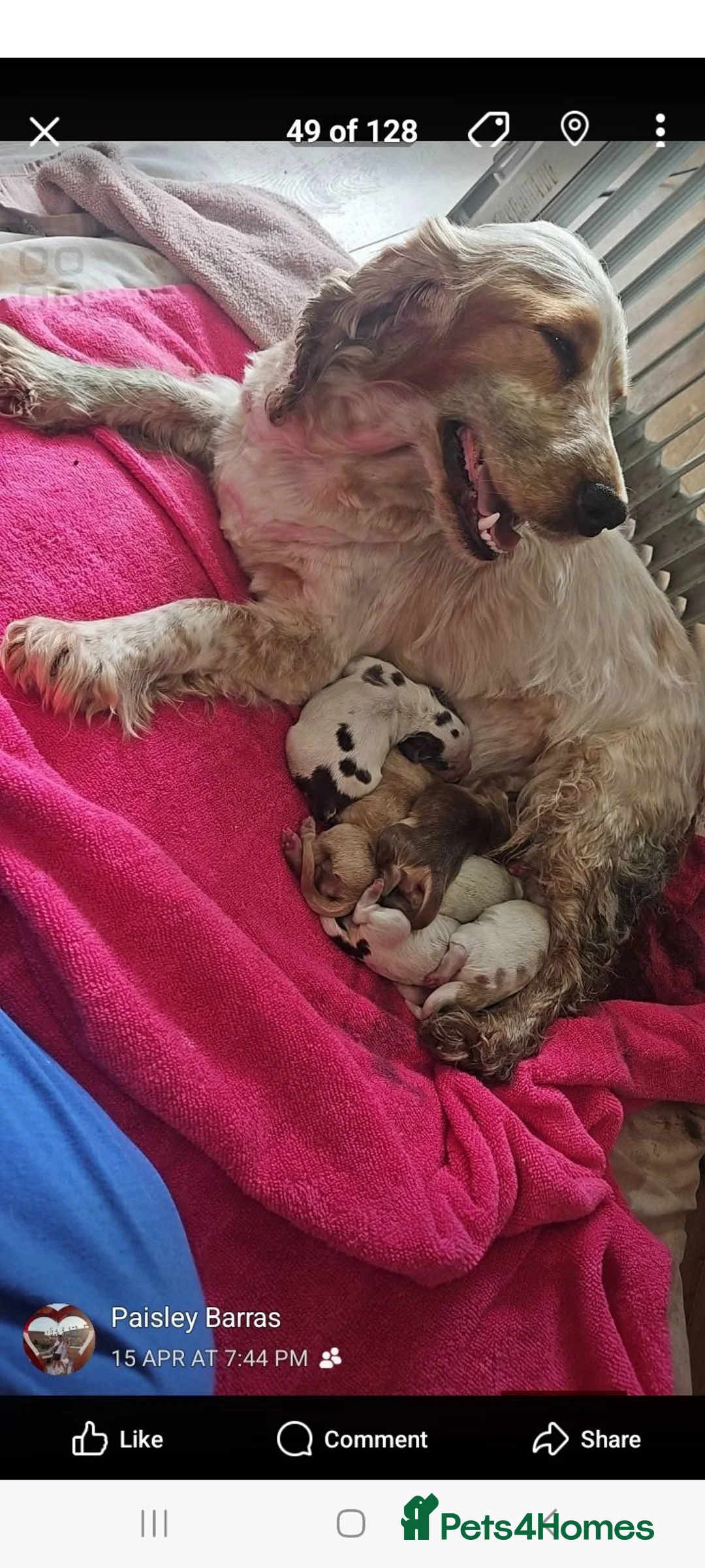 Cocker Spaniel dogs for sale: Beautiful boy all ready to find his forever home  in Doncaster - Advert 2