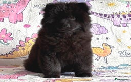 Chow Chow dogs for sale: Exotic colour chowsky puppies for sale  - Image 7