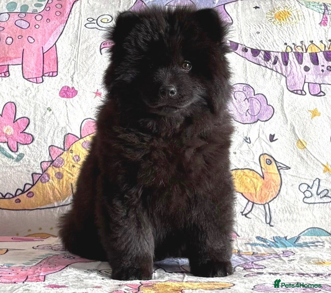 Chow Chow dogs for sale: Exotic colour chowsky puppies for sale  - Image 7
