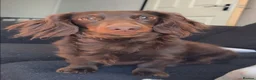 Miniature Dachshund dogs for sale: 4 male mini Dachshunds  - Advert 6