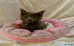 Maine Coon cats for sale: Beautiful GCCF reg Mainecoon kittens available  - Image 25