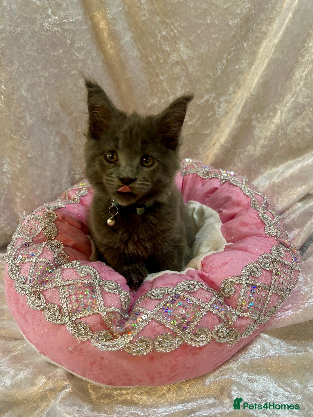 Maine Coon cats for sale: Beautiful GCCF reg Mainecoon kittens available  - Image 25