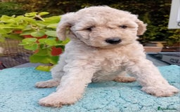 Miniature Poodle dogs for sale: Handsome Boy looking for forever Home: mini poodle - Image 7