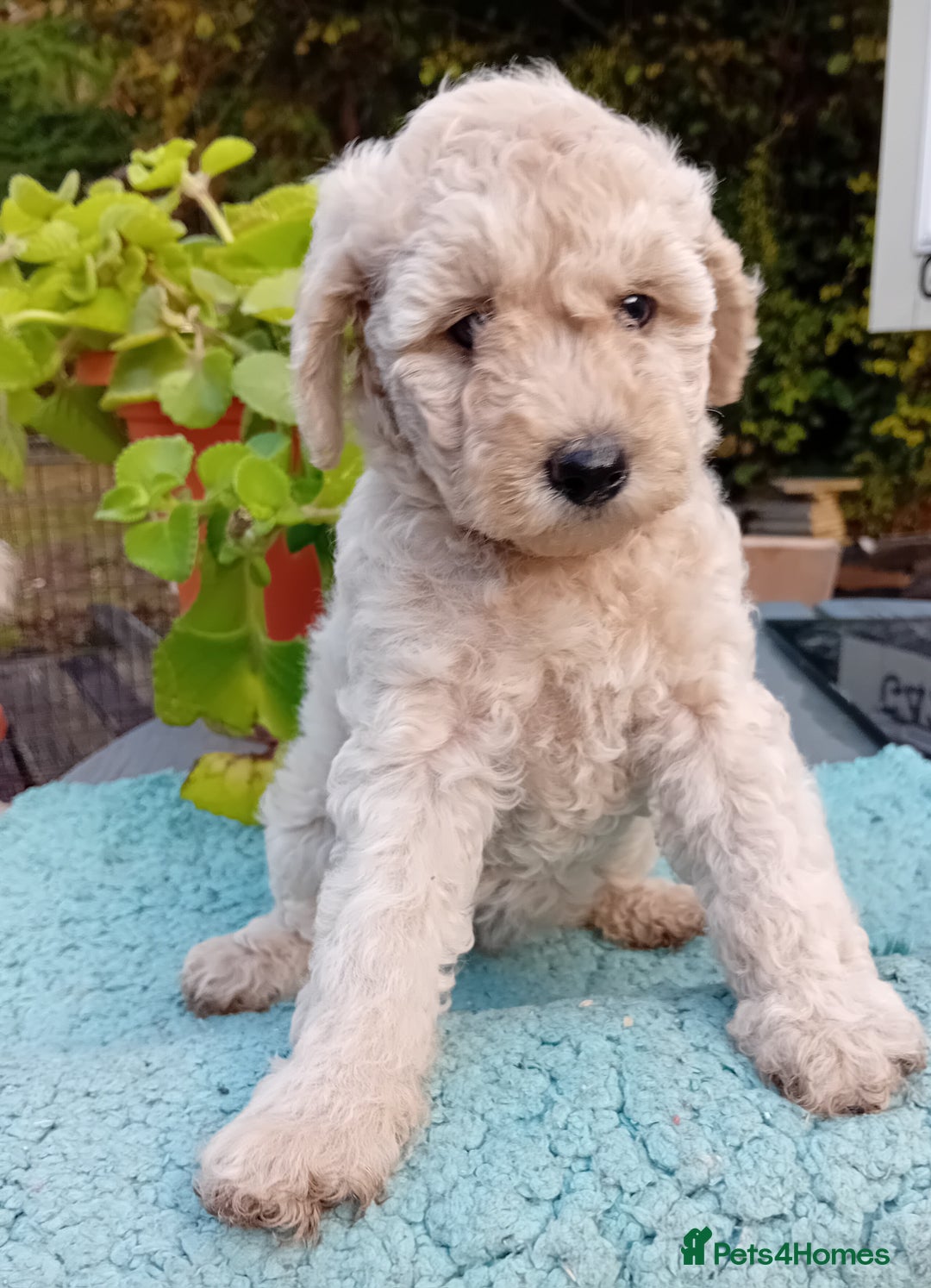 Miniature Poodle dogs for sale: Handsome Boy looking for forever Home: mini poodle - Image 7